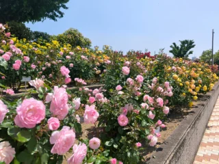 🌹